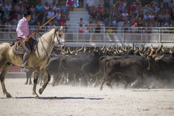 arènes de Lunel dans l'Hérault