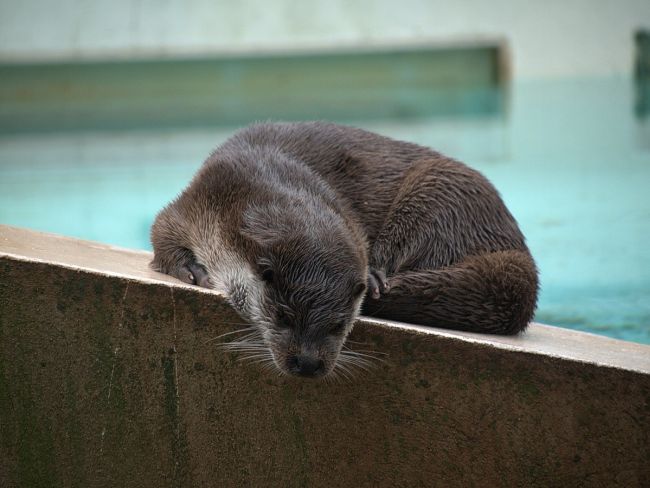 Zoo De Lunaret Montpellier