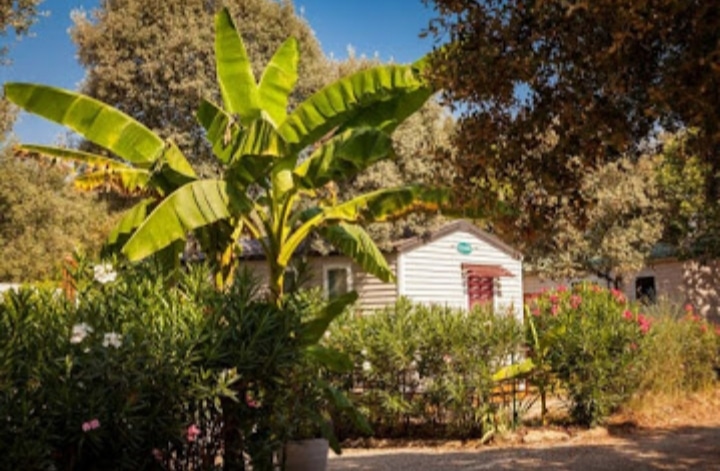 Camping Près De Lunel Dans L'hérault | Domaine De Gajan : Mh Palmier